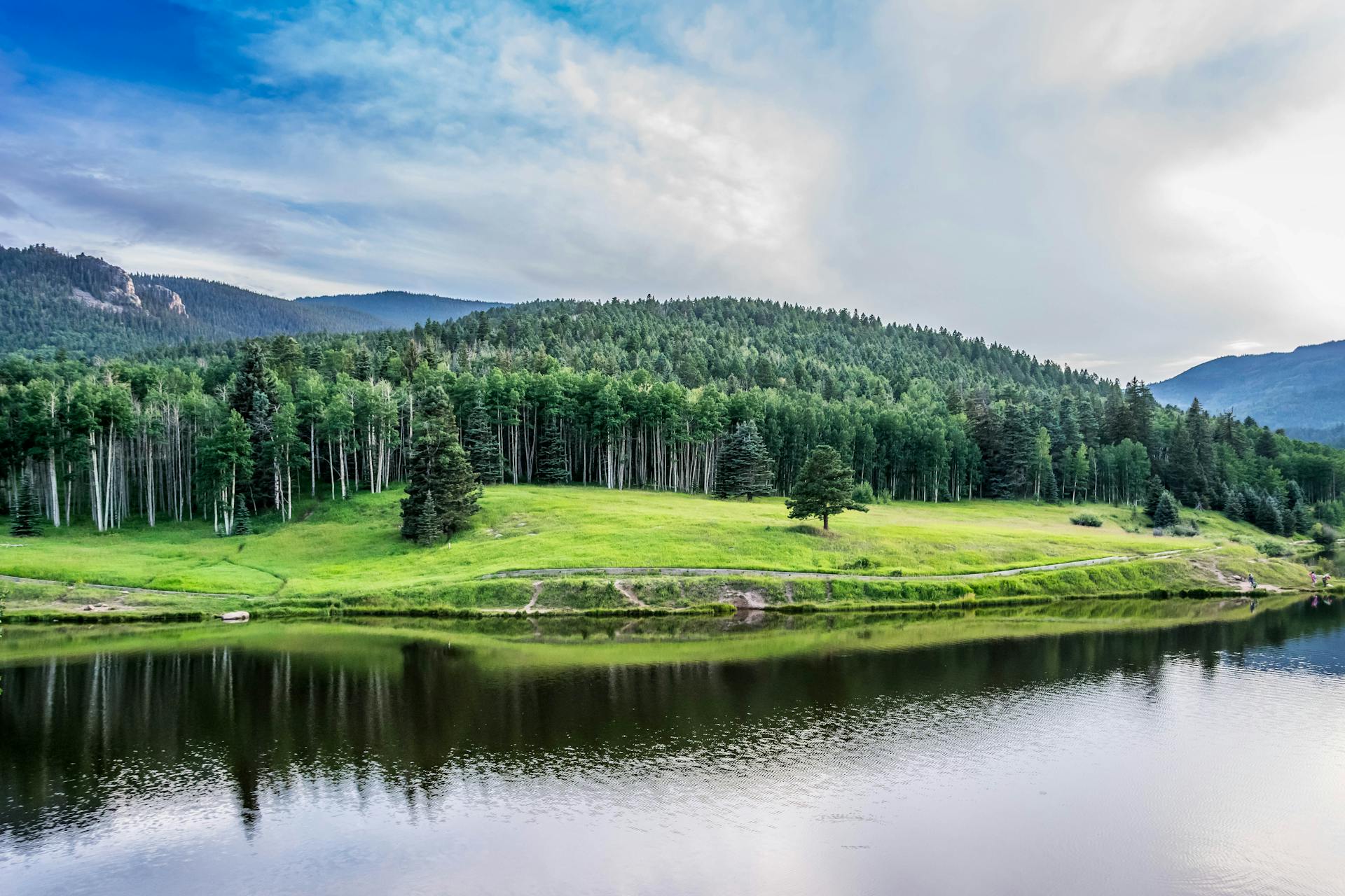 How Verified Reforestation Protects American Biodiversity